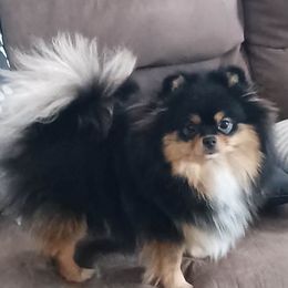 Penny - Pomeranian
