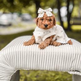 Goldendoodle Puppies from Dream Doodles in Spokane WA