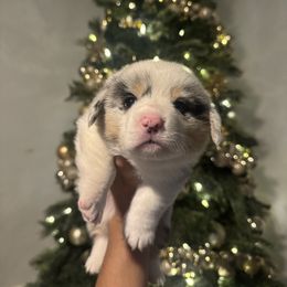 Binky - Blue merle and white male American Corgi puppy in Chowchilla, California from CalValley Kennels