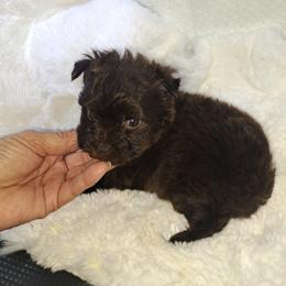 Zayda's boy chocolate - Liver male Yorkshire Terrier puppy in Delano, Tennessee from Nemec's Yorkies