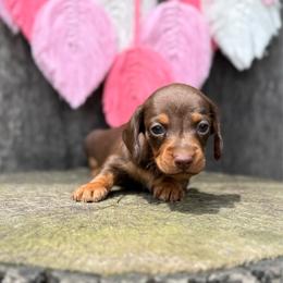 Lightning Bolt - Boy 1 - Yellow - Chocolate and tan male Dachshund puppy in Corbin, Kentucky from Steele Half Acre Homestead