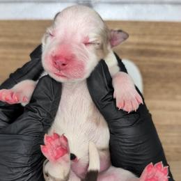 Raven3Girl3- BMF,LONGtail,AKC,OFAs,Genetics - Red merle female Australian Shepherd puppy in South Hill, Virginia from Silverside Aussies LLC