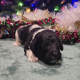 Boy 6 - Parti male Poodle puppy in Patterson, California from Paterson Poodles