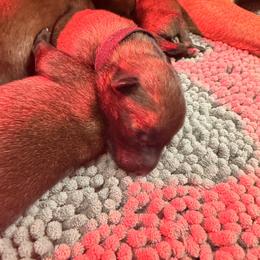 ORANGE - Fawn male Belgian Malinois puppy in Bowman, South Carolina from Cascade Malinois