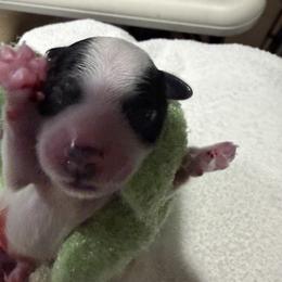 Wolverine - Black and white male Coton de Tulear puppy in Provo, Utah from New Canyon Havanese & Coton Puppies