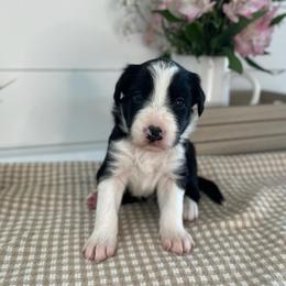 Carlsbad - White and black male Bordoodle puppy in Valley Center, California from Circle R Valley Bordoodls