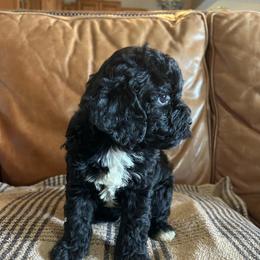 Moon - Black and white male Cavapoo puppy in Arabi, Georgia from Huckadoodle Farm
