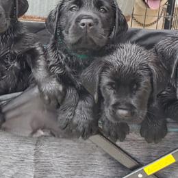 Labrador Retriever Puppies from Labs4Ever Labradors