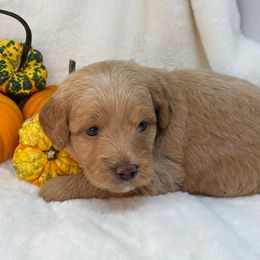 Vanessa - Apricot female Goldendoodle puppy in Casselberry, Florida from My Little Doodle