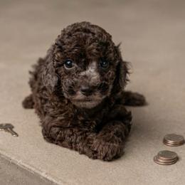 Sienna - Sable female Poodle puppy in Weston, Florida from Miami Toy Poodles