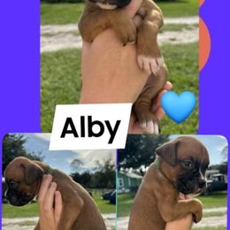 Alby - Fawn male Boxer puppy in Lutz, Florida from Brooklyn's Boxer's