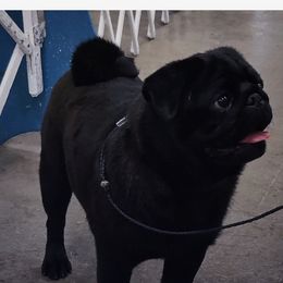 Warlow - Pug
