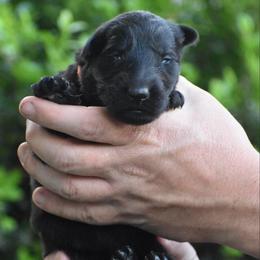Orange Collar Black male - Black male German Shepherd puppy in Mariana, Florida from Haus M Godwin