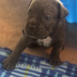 Green - Gray male Cane Corso puppy in Pearland, Texas from Lonestar Corso Kennels