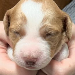 Zina girl 5 - Orange and white female Brittany puppy in Floyd Knobs, Indiana from Cross Creek Brittanys