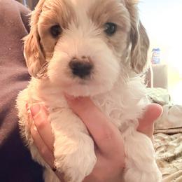 Cooper - Apricot male Cavapoo puppy in Redding, California from O’Hara  Doodles