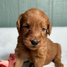Ginger - Apricot female Goldendoodle puppy in Osage City, Kansas from Golden Ridge Goldens