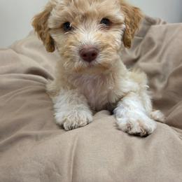 Maria La Divina Della Fino - Off-white female Lagotto Romagnolo puppy in Santa Fe, New Mexico from Fino Lagotto
