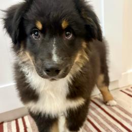 Frank - Black tri-color male Australian Shepherd puppy in Preston, Idaho from KC Bar Ranch Aussies