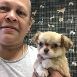 Chihuahua Puppies from Chilove Chihuahuas
