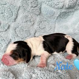 Nate - Black brown and white male Basset Hound puppy in New Mexico from Long Dog Ranch