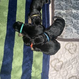 Blue boy - Black and red male German Shepherd puppy in Youngsville, North Carolina from Di casa Esperanza