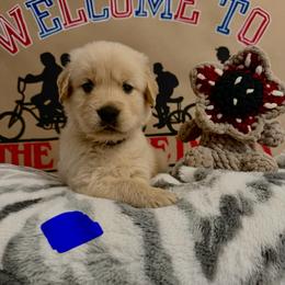Hopper - Golden male Golden Retriever puppy in Duncan, South Carolina from Glimmer Goldens