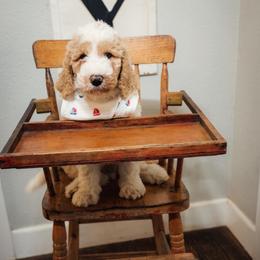 Tommy - Tri-color male Australian Labradoodle puppy in Leonard, Texas from Laird Farms