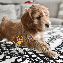 Cockapoo Puppies from Chesley Hill Cockapoos