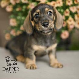 Dixie - Wild  boar and tan female Dachshund puppy in Brooksville, Florida from Dapper Doxies