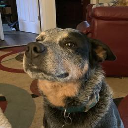 Roscoe - Australian Cattle Dog