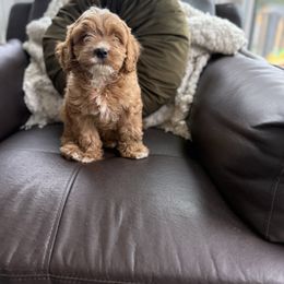 Josie - Apricot male Cavapoo puppy in Bozrah, Connecticut from Cedar Creek Farm