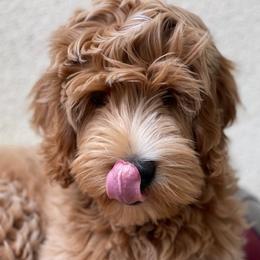 Australian Labradoodle and Labradoodle Puppies from Elite Blend Labradoodles