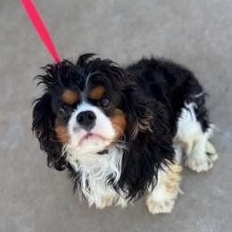 Sammy - Cavalier King Charles Spaniel