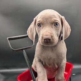 Faith - Silver gray female Weimaraner puppy in Evart, Michigan from Drehbar Weimaraners