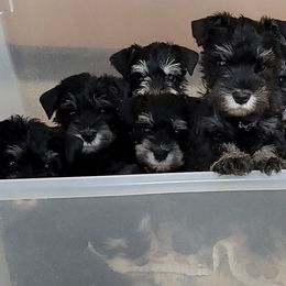 Miniature Schnauzer Puppies from A'Lord Miniature Schnauzer