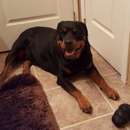 Rottweilers from Susan's Rottweilers