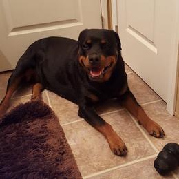 Rottweilers from Susan's Rottweilers