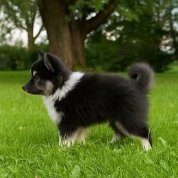 Pomsky Puppies from Rustic Pomskies