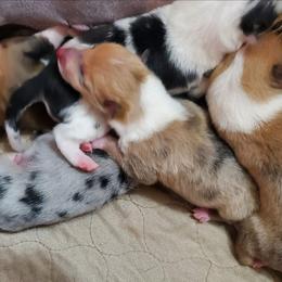 Sable Merle Smooth 2 - Sable merle and white male Collie puppy in Dickson, Tennessee from Ceilidh Collies