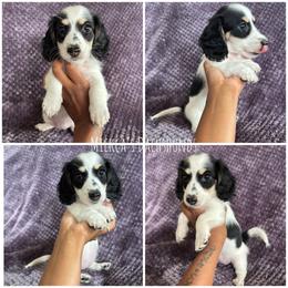 Rumi - Piebald female Dachshund puppy in Orem, Utah from Miekca’s Dachshunds