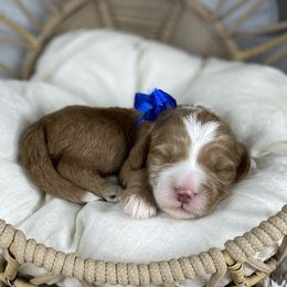 Boy 2 - Red male Australian Labradoodle puppy in Elk Grove, California from Sacto Labradoodles