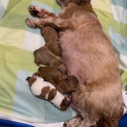 Girl 1 - Red female Shih Tzu puppy in Springfield, Missouri from Lopez Family Tails