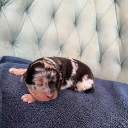 ON HOLD-Boy 1 - Blue merle male Australian Shepherd puppy in Bison, South Dakota from South Dakota Creekside Australian Shepherds