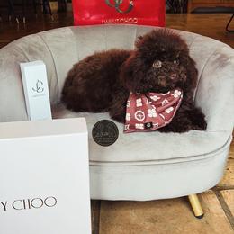 Jimmy Choo - Poodle