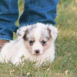 Boy 4 - Blue merle and white male American Corgi puppy in Clovis, New Mexico from Sweet & Salty Cowdogs