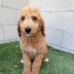 Green - Apricot male Goldendoodle puppy in Bakersfield, California from Lavish Doodles