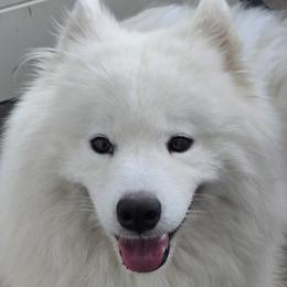 Mishka - Samoyed