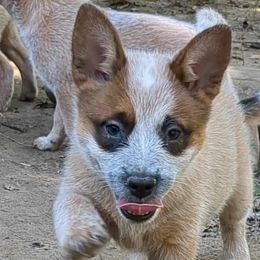 Galadriel - Red speckled Australian Cattle Dog puppy in Mena, Arkansas from Red Desert Australian Cattle Dogs