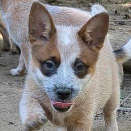 Galadriel - Red speckled Australian Cattle Dog puppy in Mena, Arkansas from Red Desert Australian Cattle Dogs
